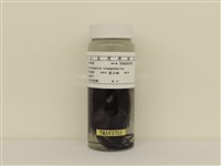 藏品(白頭翁)的圖片